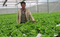 Đà Nẵng cho vay tới 10 tỷ đồng/dự án trồng rau sạch, công nghệ cao
