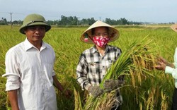 "5 cùng" trồng lúa giống TBR225, BC15, thu nhập tăng 1,5 lần