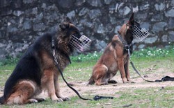 Điểm mặt 5 giống chó được cảnh sát Việt Nam tuyển làm trợ thủ