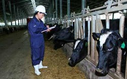 TH true MILK và hành trình 10 năm vẽ lại “bản đồ sữa Việt”