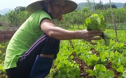 Tết đến khu du lịch Yang Bay Khánh Hoà, ghé vườn rau hữu cơ đầu tiên