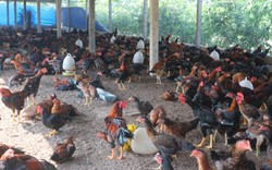 Nuôi 2.000 con gà an toàn sinh học: Không mùi hôi, sạch dịch bệnh