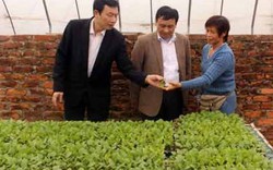Cặp vợ chồng “3 cùng”  và đam mê trồng rau hữu cơ công nghệ cao