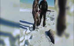 Video: Chó sói bị “bắn chết” bật dậy tấn công thợ săn