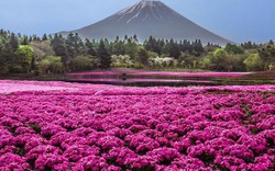 Những biển hoa đẹp ngất ngây tại Nhật Bản