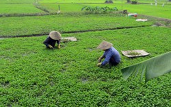 Cả làng khấm khá nhờ rau má, Tết rủng rỉnh tiền tiêu