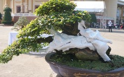 La liệt bonsai độc lạ giá cả cây vàng "đại náo" thị trường Tết 2018