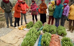 Nông dân vùng cao bán chuối xanh làm ngũ quả kiếm tiền Tết