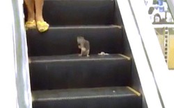 Chuột khổng lồ tấn công khách đi thang máy trong siêu thị
