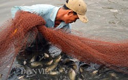 CLIP: Tận thấy nông dân miền Tây thu bắt cá sặc rằn đặc sản ăn Tết