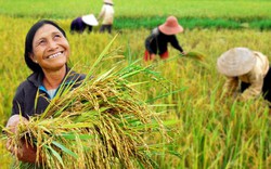 Chuyện tưởng đùa đầu năm: Nông dân ngồi chơi, thóc vẫn đầy bồ