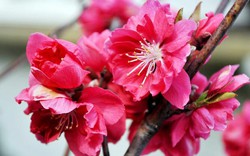 Dân Nhật Tân tiết lộ cách để hoa đào được tươi lâu trong ngày Tết