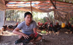 Nuôi gà thả vườn, trai Lâm Đồng mỗi tháng lãi 40 triệu đồng