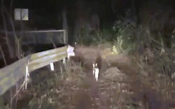 Mèo hoang dẫn đường cho tài xế lạc trong rừng đêm