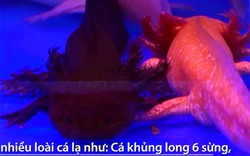 Clip: Cá cảnh giá chục triệu ở hội hoa xuân lớn nhất TP.HCM