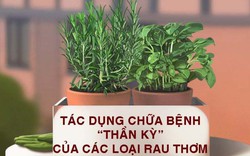 Tác dụng chữa bệnh thần kỳ của các loại rau thơm