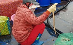 Sắp đến Tết, ngư dân miền biển vẫn ra khơi "săn" hải sản cuối năm