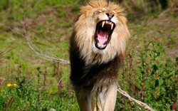 Nam Phi: Đi săn sư tử, bị vồ chết và ăn thịt dã man