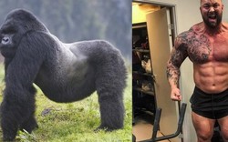 Người khỏe nhất thế giới có đánh thắng được gorilla?