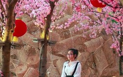 Clip: Rừng hoa anh đào trong hội hoa xuân Vũng Tàu