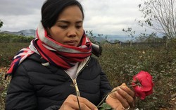 Đầu năm, đến xông vườn của “Nữ triệu phú” hoa hồng 8X ở Sơn La