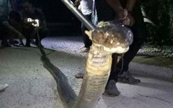 Thái Lan: Kinh hãi hổ mang chúa khổng lồ 5 mét mò vào nhà dân