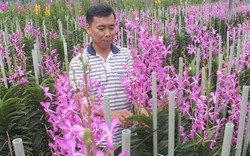 Ngắm hàng triệu cành hoa lan Mokara chờ người Sài Gòn mua chưng Tết