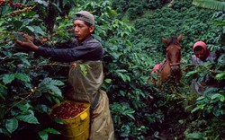 Nông dân Nam Mỹ chủ yếu trồng cà phê Arabica, đổ xô sang Robusta