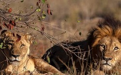 Thợ săn bị ăn thịt dã man ở Nam Phi: Không ngờ bị sư tử mai phục