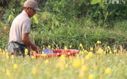 Tết tha hương ở vùng ven Sài Gòn