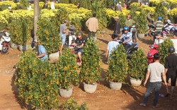 Gia Lai: Người bán hoa trúng to, giảm giá không đáng kể