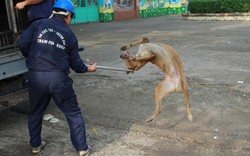 Biệt đội "săn" chó thả rông ở Sài thành đã không ít lần "đổ máu"