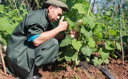 Nông dân trồng rau sạch với chuyên gia Nhật Bản trên đất Tây Nguyên