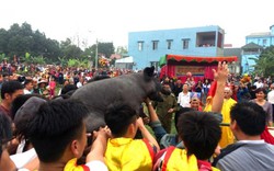 Phú Thọ: Hàng trăm người vây bắt lợn ông Cầu lấy hên đầu xuân