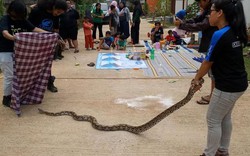 Hổ mang chúa tràn lan thành phố lớn nhất Indonesia