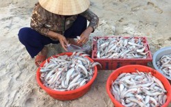 Ra biển lấy "hên", ngư dân Thừa Thiên Huế trúng lớn cá khoai