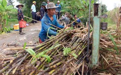 Ế 30.000 tấn đường, Bí thư Hậu Giang phải kêu gọi mua “giải cứu”