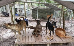 Ly kỳ cuộc giải cứu chó Xoáy Phú Quốc từ quán “cầy tơ”