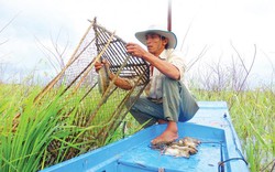 Trăm cách bắt cá đồng mùa cạn, dân miền Tây kiếm tiền triệu/ngày