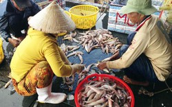 Sau Tết, cá khoai lên giá 105.000 đ/kg, ngư dân lãi 10 triệu/ngày