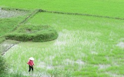 Nông dân Phú Yên xuống đồng sớm chăm sóc lúa