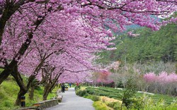 6 địa điểm tốt nhất để ngắm hoa anh đào ở Đài Loan