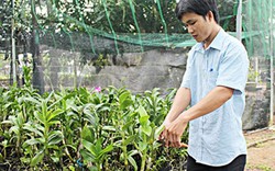 Kỹ sư bỏ phố về ấp trồng 70.000 chậu hoa lan thuần chủng