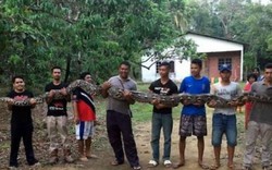 Malaysia: Bắt trăn khổng lồ dài 6m, cần tới 7 người khiêng