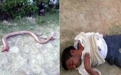 Ấn Độ: Cắn đứt đầu rắn để trả thù rồi lăn quay bất tỉnh
