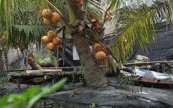 Kỹ sư dành 2.000m2 đất làm vườn dừa đón khách miễn phí