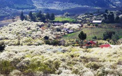 Đi trong mùa hoa mận nở trắng bồng bềnh trên cao nguyên Mộc Châu