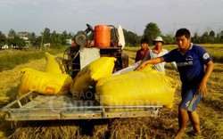 Bán lúa tươi tại ruộng, nông dân Cần Thơ lãi quá ngon 20 triệu/ha