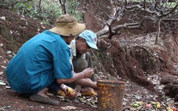 Hạt điều tỷ đô nhiều triển vọng, đâu liêu xiêu như "cánh diều"