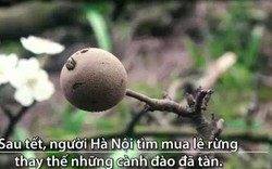 Chi tiền triệu chơi hoa lê rừng thay đào đã tàn sau Tết